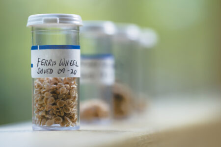 vial with a sticker filled with dried tomato seeds labelled ferris wheel